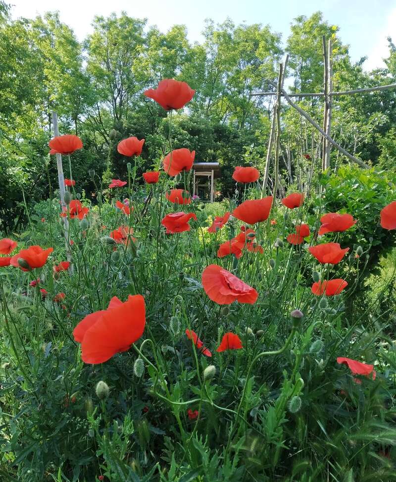 A imagem retrata um campo vibrante de papoulas vermelhas, com vegetação exuberante e árvores ao fundo, mostrando um ambiente sereno e natural.
