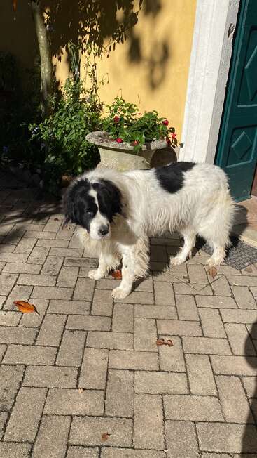 Un grand chien au pelage blanc et noir se tient sur un patio pavé en plein soleil. Derrière, des fleurs colorées s'épanouissent dans une jardinière en pierre près d'une porte verte.