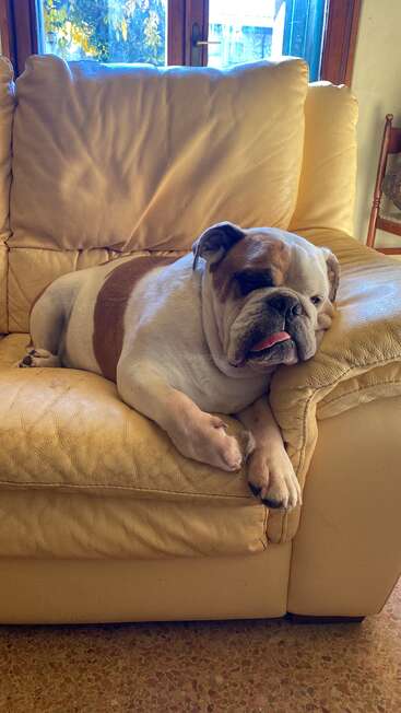 Un bouledogue détendu se prélasse sur un canapé en cuir beige, la tête posée sur l'accoudoir, la langue légèrement tirée, profitant d'un après-midi paisible à l'intérieur, près de la fenêtre.