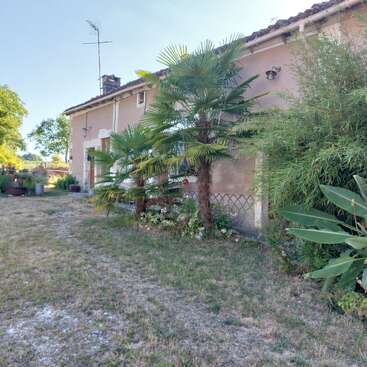 A rustic house with light pink walls, surrounded by palm trees and green plants. The grassy yard appears slightly dry, indicating a warm, sunny climate.