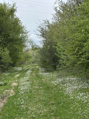 A grassy path winds through lush green trees and bushes. White wildflowers blanket the ground, creating a peaceful, picturesque spring or early summer scene.
