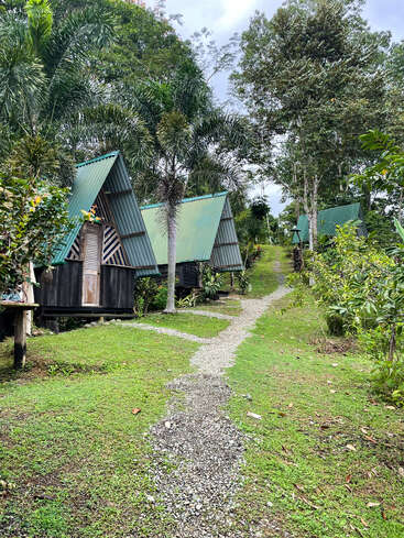 A winding gravel path leads through lush greenery to several wooden A-frame cabins with green roofs, surrounded by tall trees and vibrant tropical plants. Peaceful setting.