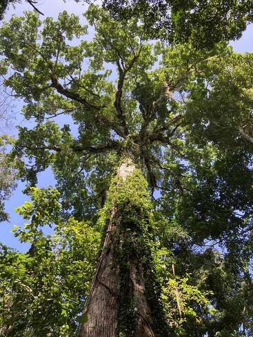 Looking up at a towering, ancient tree covered in climbing vines. Its wide branches burst with lush green leaves against a clear blue sky above.