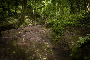 A lush, green rainforest scene features a muddy stream surrounded by dense vegetation, tall trees, ferns, and reflected light creating a peaceful and natural atmosphere.