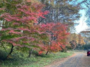 A winding dirt road runs beside vibrant autumn trees with red, orange, and green leaves under a clear blue sky; a red car is parked ahead.