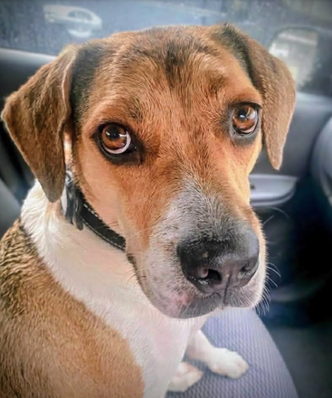 Ein braun-weißer Hund mit ausdrucksstarken, seelenvollen Augen sitzt auf einem Autositz, blickt direkt in die Kamera und wirkt im Fahrzeug neugierig, sanft und anhänglich.