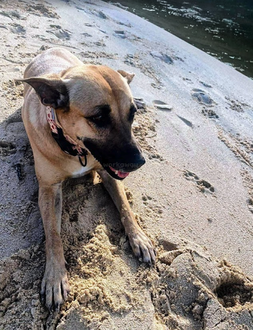 Ein glücklicher Hund mit Halsband liegt am Sandstrand in der Nähe des Wassers und genießt die freie Natur. Pfotenabdrücke zeichnen sich im Sand rund um seinen entspannten Körper ab.