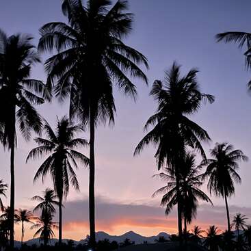 L'image représente une scène sereine de coucher de soleil avec des silhouettes de palmiers dans un ciel éclatant, avec des montagnes lointaines et un toit au premier plan.