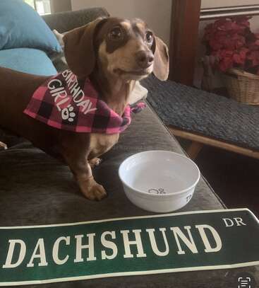 Ein brauner Dackel mit einem "Birthday Girl"-Bandana sitzt auf einer Couch mit einem "Dachshund Dr"-Schild und einem Hundenapf in der Nähe. Eine gemütliche, festliche Szene.