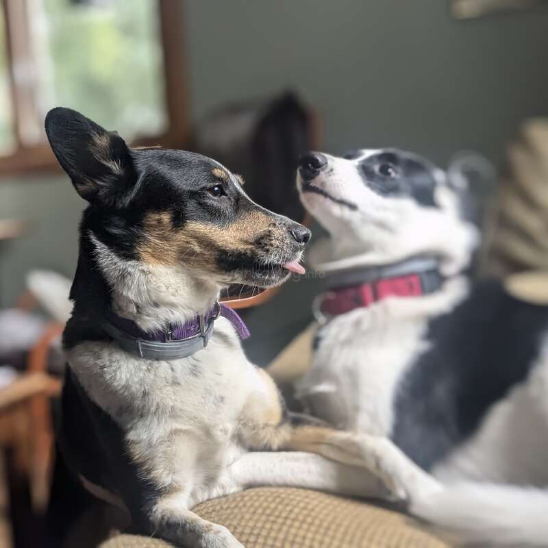 Dois cachorrinhos fofos relaxam juntos no sofá. Um deles estica a língua de brincadeira, enquanto o outro olha para ele, criando um momento fofo e espontâneo.