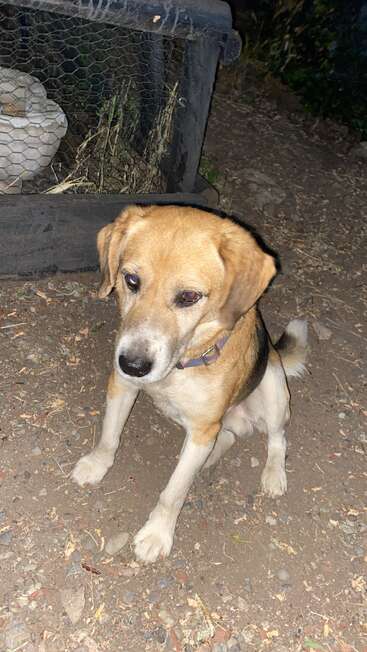 Um cachorro branco e bronzeado com uma coleira roxa senta-se na terra à noite. Atrás dele, há uma estrutura fechada com arame e folhas secas espalhadas.