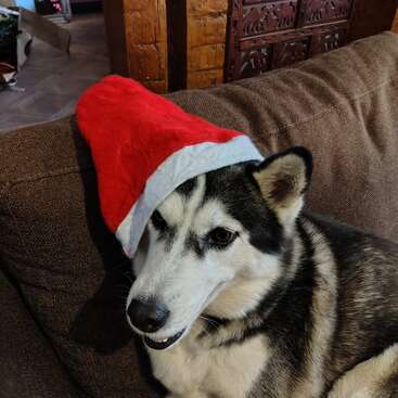 Um cão husky descansa em um sofá marrom, usando um chapéu de Papai Noel vermelho e branco. A atmosfera festiva contrasta com o comportamento calmo e relaxado do cão.