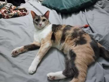 Eine schöne Kaliko-Katze liegt bequem auf einem grauen Bett und schaut in die Kamera. In der Nähe befinden sich ein grünes Kissen und einige Kleidungsstücke. Gemütliche Atmosphäre.
