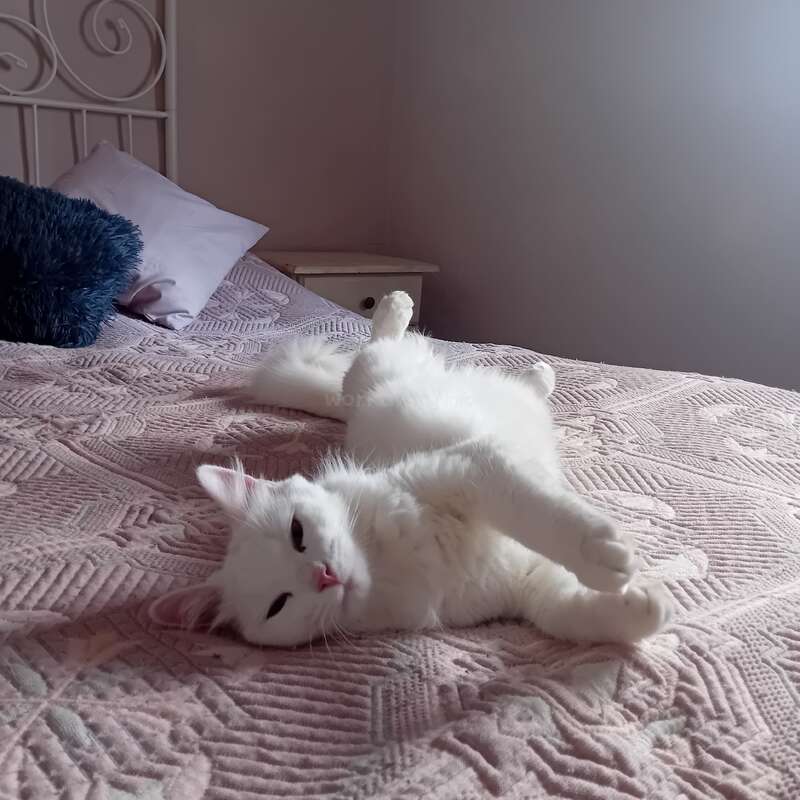 Eine flauschige weiße Katze liegt bequem auf einem Bett mit einer hellrosa strukturierten Decke. Weiche Kissen und warmes Sonnenlicht schaffen eine gemütliche und friedliche Szene.