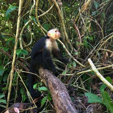 A imagem mostra um macaco-prego de cara branca empoleirado em um galho de árvore, cercado por vegetação exuberante e videiras em um cenário de floresta.