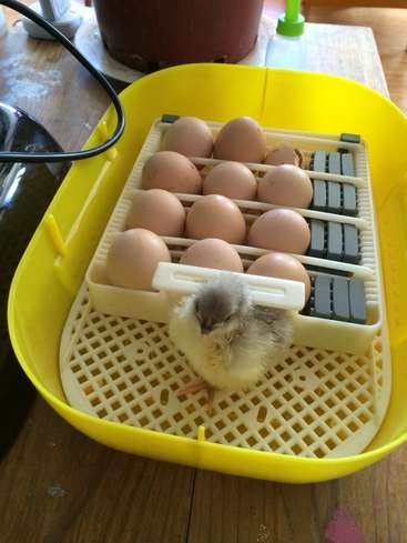 Das Bild zeigt einen gelben Plastikbrutkasten mit einem kleinen Küken und Eiern darin, der auf einem Holztisch mit anderen Gegenständen drum herum steht.