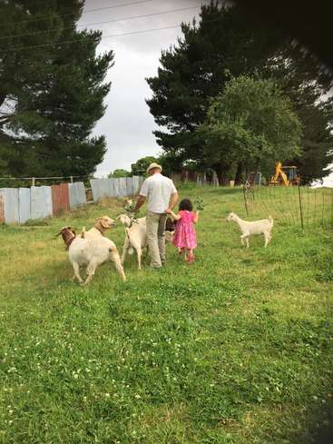 Das Bild zeigt einen Mann und ein junges Mädchen, die durch ein grasbewachsenes Feld mit Ziegen gehen, umgeben von Bäumen und einem Zaun im Hintergrund.