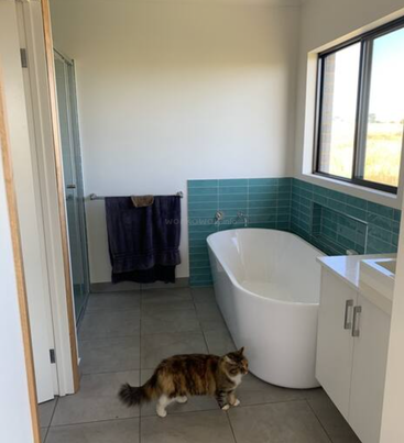 Ein modernes Badezimmer mit einer weißen, freistehenden Badewanne, türkisfarbenen Fliesen, einem großen Fenster und einem Handtuchhalter. Eine flauschige Katze läuft auf dem gefliesten Boden neben der Wanne.