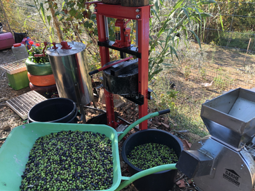 The image shows a rustic outdoor olive oil press setup, featuring olives in buckets and a wheelbarrow, a stainless steel container, and processing machinery amid a garden.