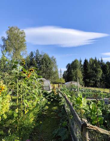 Ein üppiger Garten voller Sonnenblumen und grüner Pflanzen, mit Holzzäunen und gewölbten Gewächshäusern unter blauem Himmel, über dem eine auffällige Linsenwolke schwebt. Eine friedliche Szene.