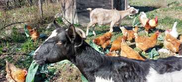 In a sunny farmyard, a black-and-white goat eats leafy greens while brown chickens and a white goat forage nearby. There is a wooden shed in the background.