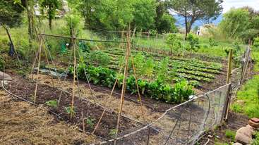 This image shows a lush vegetable garden with various green plants, bamboo trellises, protective fencing, and surrounding trees, set in a peaceful, rural landscape.