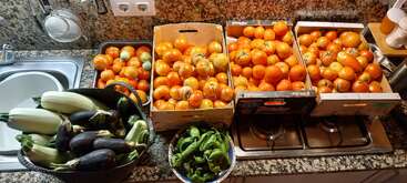This image shows a kitchen countertop filled with fresh vegetables: boxes of tomatoes, a bowl of eggplants and zucchinis, and a plate of green peppers.