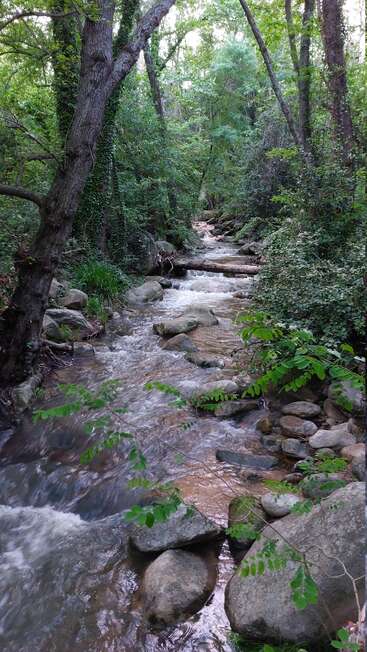 Um riacho sereno na floresta flui sobre rochas lisas, cercado por densas árvores verdes e vegetação. A cena parece pacífica, natural e intocada pela presença humana.