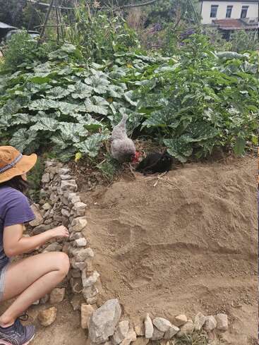 Une femme coiffée d'un chapeau s'agenouille à côté d'un petit parterre rocheux, observant une poule et un chat près de plantes vertes luxuriantes, avec une maison en arrière-plan.