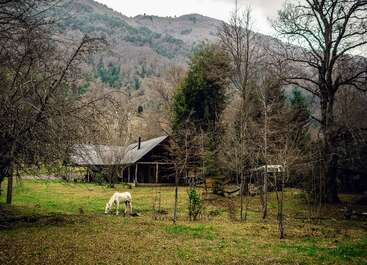 A white horse grazes peacefully on a grassy field in front of a rustic wooden cabin, surrounded by trees and mountains under a cloudy sky.