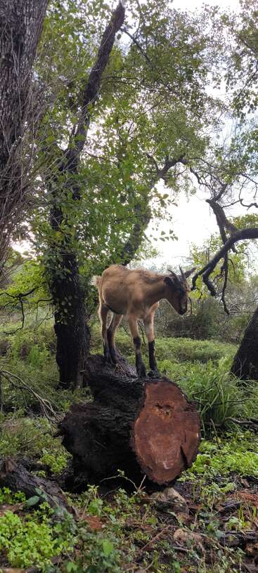 A brown goat stands confidently atop a large tree stump in a lush, green forest surrounded by tall trees and dense undergrowth, surveying its surroundings.