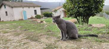 A gray cat sits on a grassy path in front of rustic white houses with blue doors, surrounded by nature, bushes, and distant hills under cloudy skies.