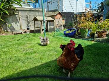 La imagen representa un patio trasero con un gallinero, en el que hay dos gallinas y un conejo, rodeado de plantas y una valla, con una casa visible al fondo.