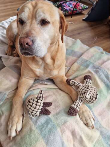 La imagen representa una serena escena de un perro marrón claro tumbado sobre una manta de cuadros escoceses, con dos juguetes de ganchillo colocados a su lado, que desprenden una sensación de calma y compañía.