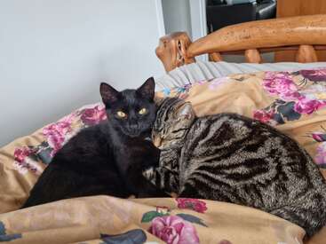 La imagen muestra a dos gatos, uno negro y otro atigrado, tumbados en una cama con un edredón de flores, sobre una pared blanca y un cabecero de madera.