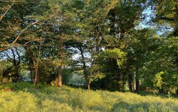 Sunlight filters softly through dense green trees, casting dappled shadows on the vibrant grassy ground. The peaceful woodland scene feels fresh, tranquil, and filled with morning light.