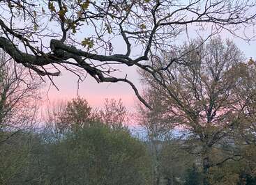 Bare tree branches reach across a pastel sky, tinged with soft pink and blue hues. Dense, leafy trees form a serene, peaceful woodland landscape below.