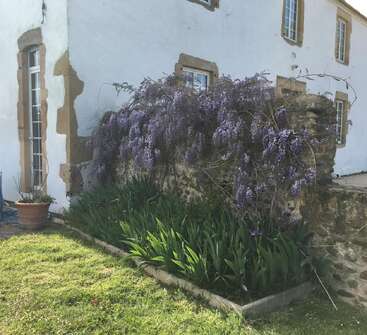 A charming stone wall covered in blooming purple wisteria stands beside a white house with brown trim, surrounded by green grass and a neat garden bed.