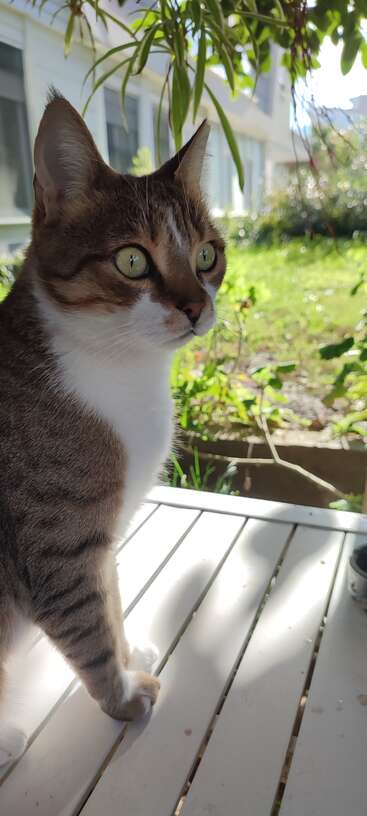 Um gato malhado curioso, com olhos verdes impressionantes, está sentado alerta em uma mesa branca ao ar livre, cercado por vegetação e banhado pela luz suave do sol.