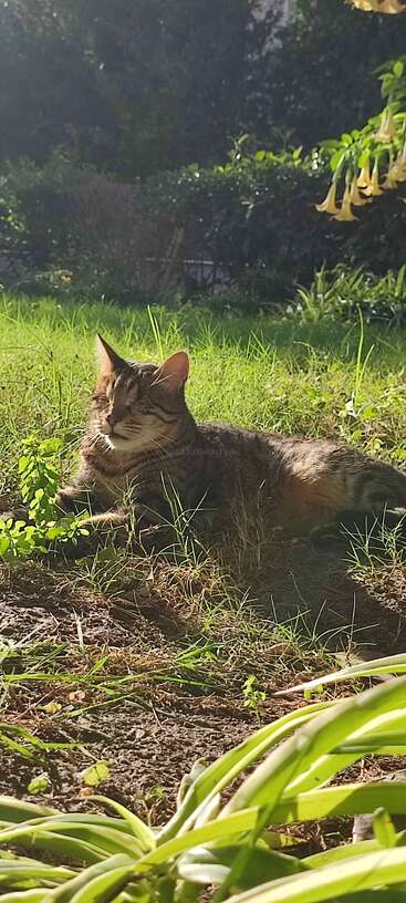 Um gato malhado relaxado deita na grama sob o sol, cercado por vegetação e flores, curtindo o calor e o ambiente tranquilo do jardim.