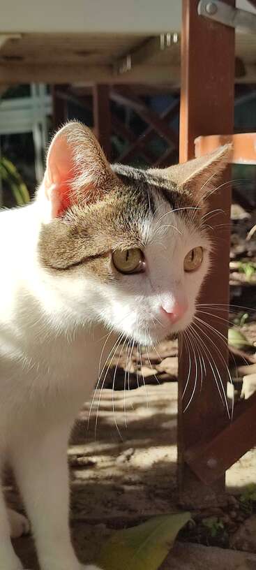 Foto em close-up de um gato branco e marrom com olhos amarelos intensos, parado ao ar livre, banhado pela luz do sol ao lado de uma cadeira de madeira, olhando com curiosidade.