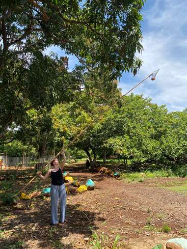 Une femme utilise une longue perche en bambou munie d'un panier pour cueillir des fruits sur un grand arbre, debout à l'extérieur par une journée ensoleillée, entourée de verdure.