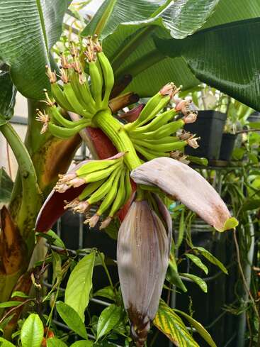 Esta imagen muestra una planta de plátanos con plátanos verdes creciendo y un gran capullo de flor púrpura. Las hojas circundantes son frondosas, anchas y están cubiertas de gotas de lluvia.