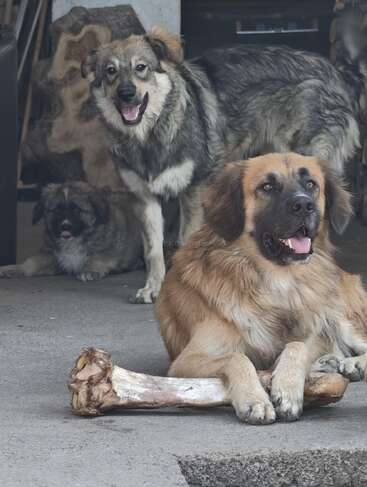 Tres perros grandes se relajan juntos. Uno de ellos está tumbado en el suelo con un enorme hueso en la mano, mientras los otros dos observan, contentos y amistosos.