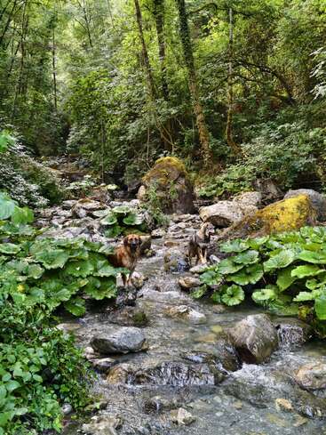 Dos perros se posan sobre unas rocas en un frondoso y verde bosque. Un arroyo fluye entre grandes hojas, piedras musgosas y altos árboles bajo un dosel vibrante.