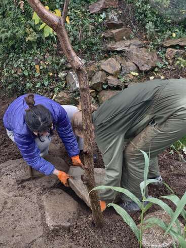 Dos personas con guantes y ropa de exterior colocan con cuidado una gran piedra junto a un árbol joven en una zona ajardinada con tierra y rocas.