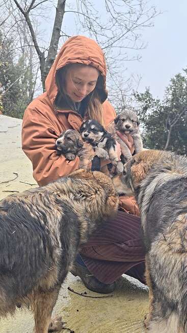 A woman in an orange hooded jacket joyfully holds three adorable puppies while two adult dogs, likely their parents, affectionately approach her outdoors on a cloudy day.