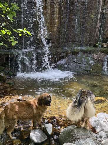 Dos perros grandes y peludos están de pie sobre unas rocas junto a una cascada de aguas cristalinas y un estanque. La luz del sol se filtra a través de las hojas, resaltando el entorno natural y sereno y la alegría de los perros.