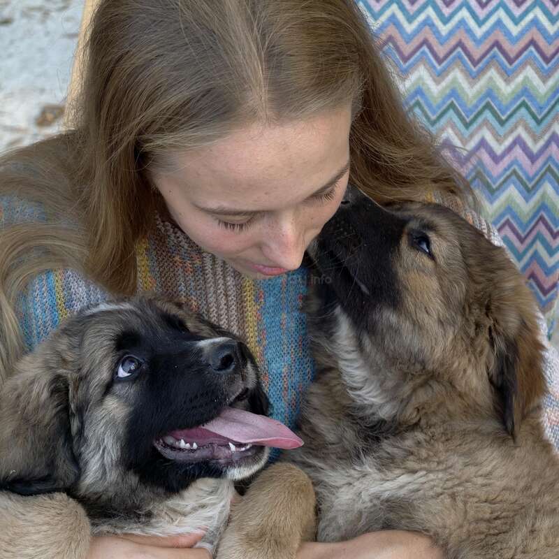 Una joven abraza cariñosamente a dos esponjosos cachorros. Ambos perros parecen felices y juguetones, uno de ellos con la lengua fuera, creando un momento reconfortante y acogedor juntos.