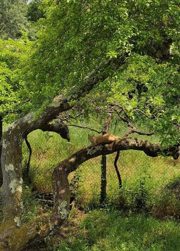Un gato pelirrojo descansa sobre una gruesa rama cubierta de musgo. El frondoso árbol verde se encuentra en una zona cubierta de hierba, con una valla de alambre al fondo.